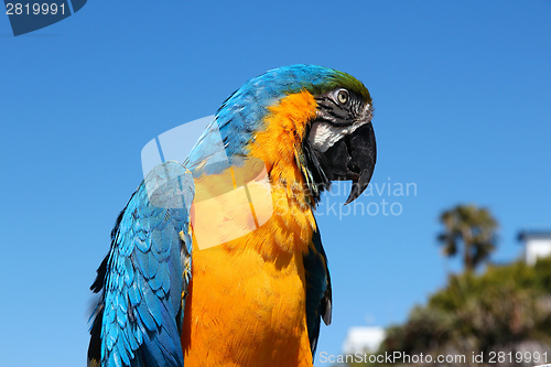 Image of Macaw parrot