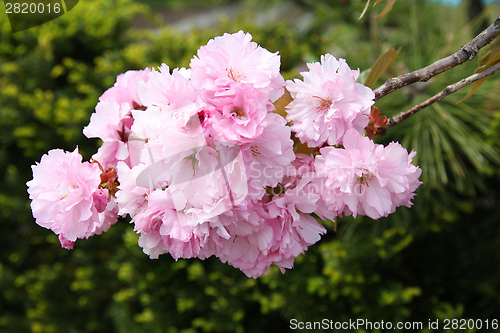 Image of Pink cherry blossom