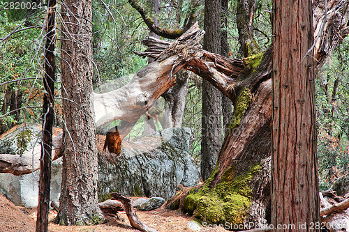 Image of Yosemite National Park