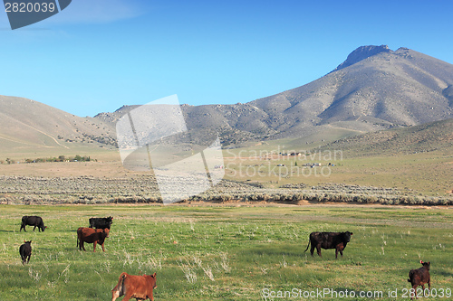 Image of California cattle ranch