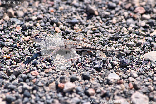 Image of Zebra-tailed lizard