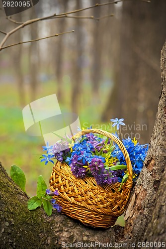 Image of Snowdrops in a basket