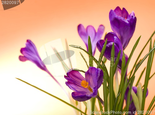 Image of Crocus flower in the spring