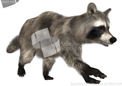 Image of Raccoon