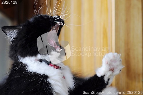 Image of The black-and-white cat yawns.