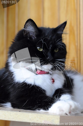 Image of Black-and-white cat in a collar.