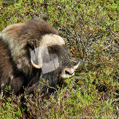 Image of Muskox