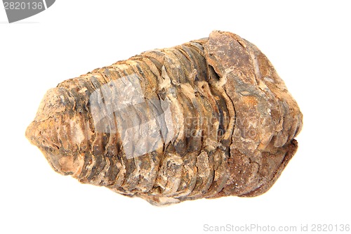 Image of old trilobite fossil isolated 