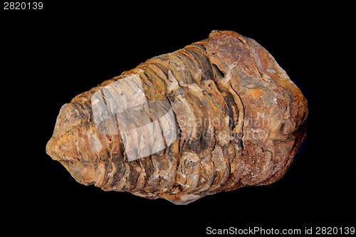 Image of old trilobite fossil isolated 