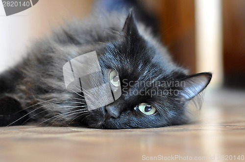 Image of Black cat with green eyes.