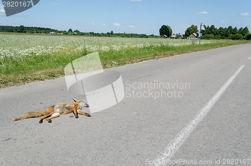 Image of Automobile killed dead fox animal lay on road 