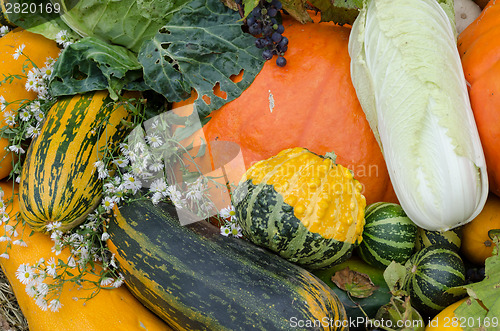 Image of close up autumn vegetable marrow pumpkin flower  