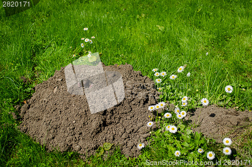 Image of mole and molehill in the garden white flower  