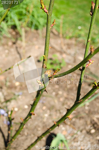 Image of garden rose bush stems with sharp spines 