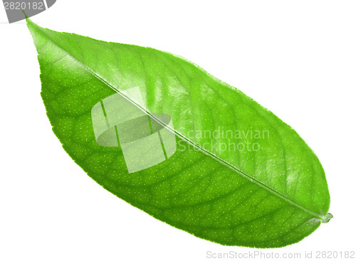 Image of Green leaf of citrus-tree