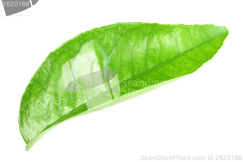 Image of Green leaf of citrus-tree