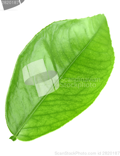 Image of Green leaf of citrus-tree