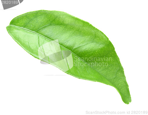 Image of Green leaf of citrus-tree