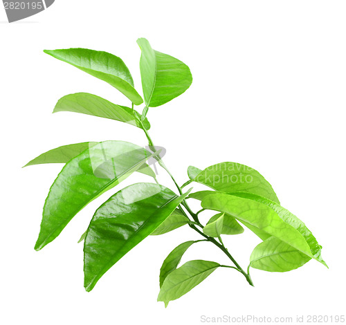Image of Branch of citrus-tree