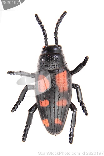 Image of plastic beetle toy (bug)