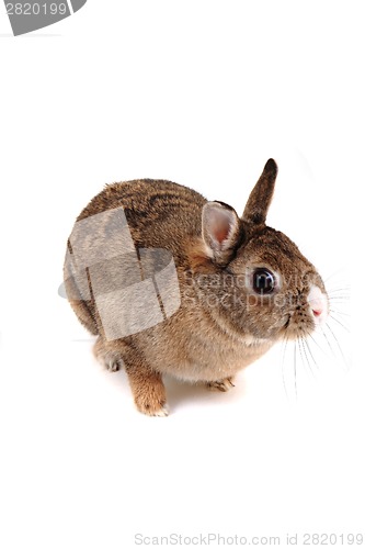 Image of small home bunny 