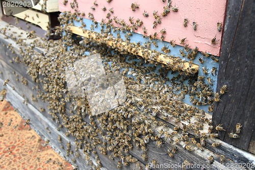 Image of detail of bee hive 