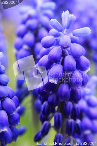 Image of detail of blue grape hyacinth