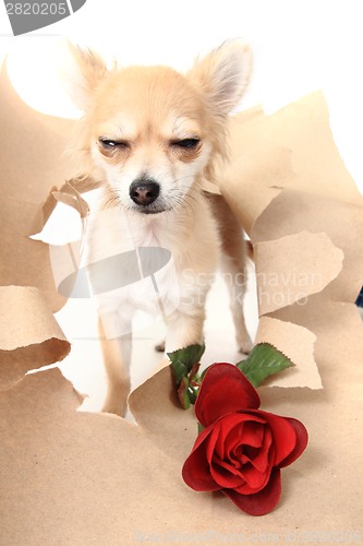 Image of valentine pet - chihuahua with red rose 