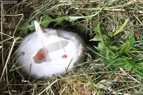 Image of small white bunny 