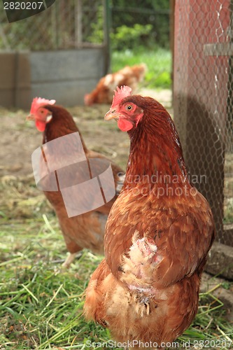 Image of chickens from small czech farm 