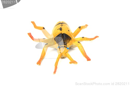 Image of plastic beetle toy (bug)