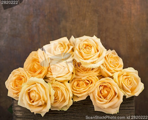 Image of  beautiful rose