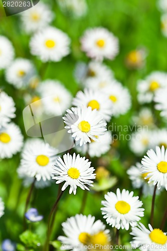 Image of chamomile flowers field