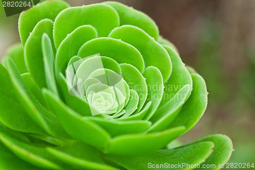 Image of succulent plant