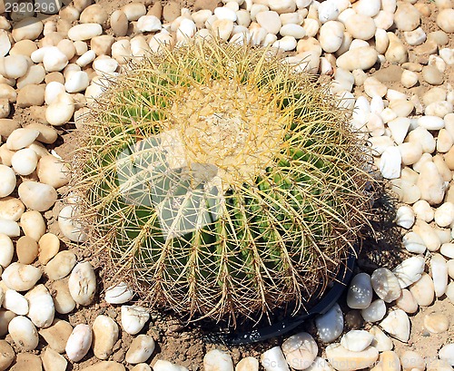 Image of green cactus