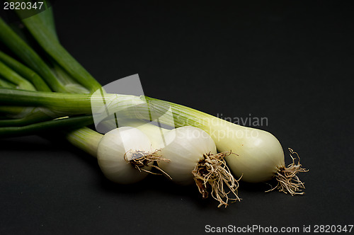 Image of Onion