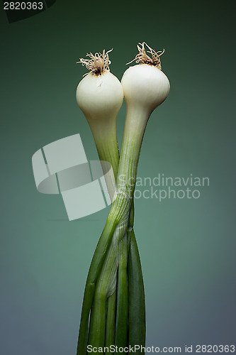 Image of Onion