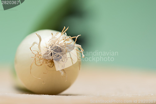 Image of Onion