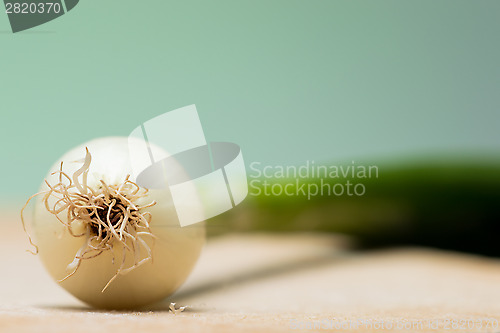 Image of Onion