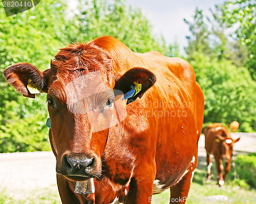 Image of curious cow