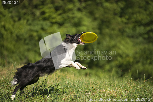 Image of border collie