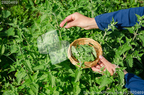 Image of herbalist girl hand pick balm mint herb plant 