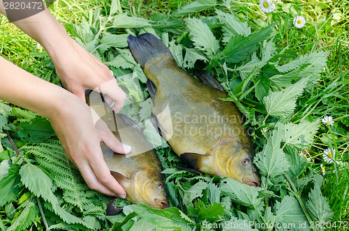 Image of hand puts on nettle big shiny tench fishes 