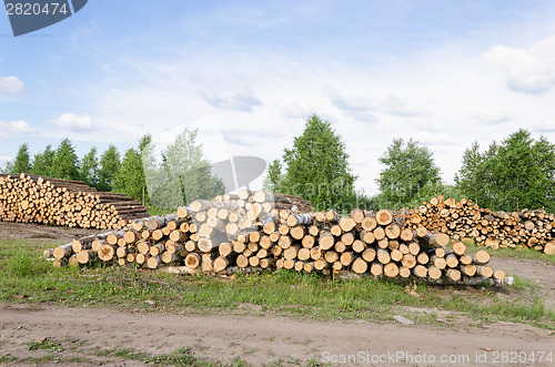 Image of Wood fell industry. Stack birch and pine tree logs 