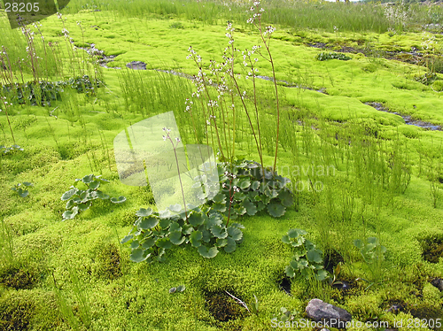Image of Mossy swamp