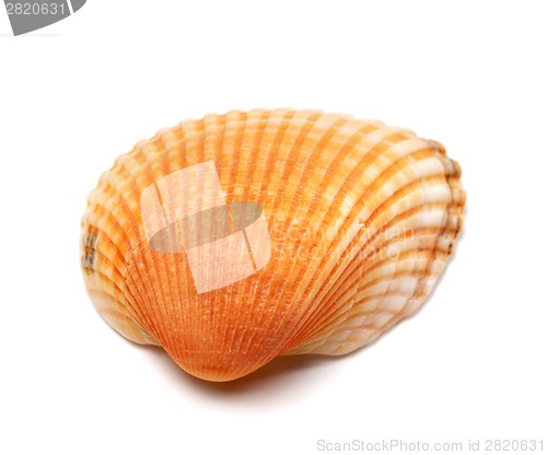 Image of Seashell isolated on white background