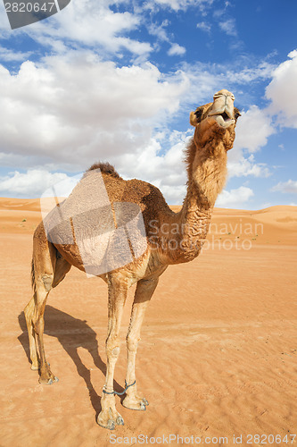 Image of Camel in Wahiba Oman