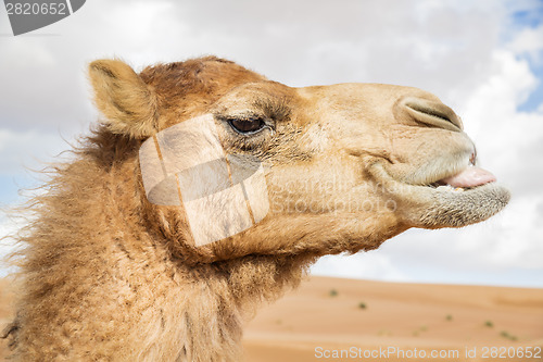 Image of Camel in Wahiba Oman