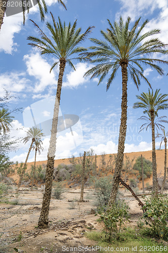 Image of Oasis Al Haway Oman