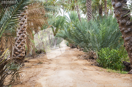 Image of Oasis Al Haway Oman